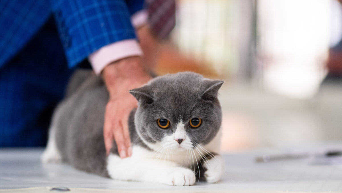 Toți stăpânii de pisici trebuie să știe. Regula care se aplică indiferent de cât timp ai adoptat felina